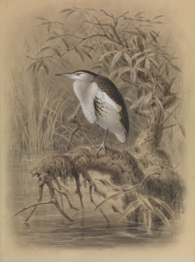 Little Bittern, Ixobrychus minutus by John Gerrard Keulemans